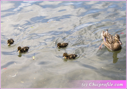 English Garden baby ducks with mother Chic Enjoyed Reading! 4.07.2010