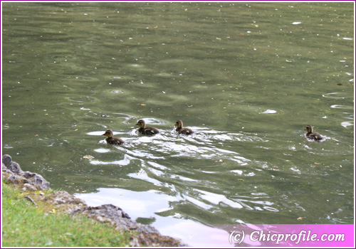 English Garden baby ducks Chic Enjoyed Reading! 4.07.2010