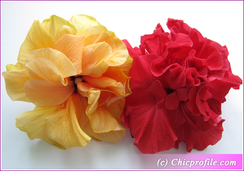 Japan-Rose-yellow-red Japan Rose yellow red Chic Enjoyed Reading! 27.09.2010