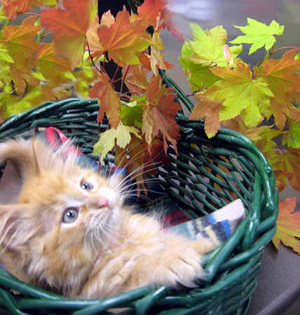 Fall 2010 kitty Chic Enjoyed Reading! 18.10.2010