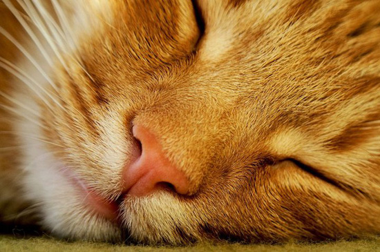 Kitty-Close-Up Kitty Close Up Chic Enjoyed Reading! 31.10.2010