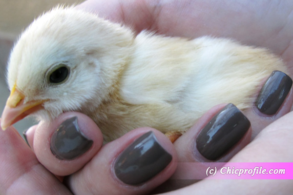 Yello-Baby-Chicken-Kinetics-Mudness-Nail-Polish Yello Baby Chicken Kinetics Mudness Nail Polish Random Photos 22 April 2012